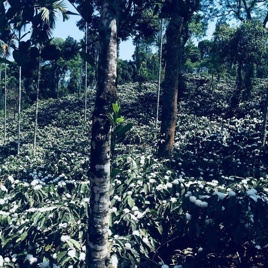 Meppādi Pristine Hillsヴィラ エクステリア 写真