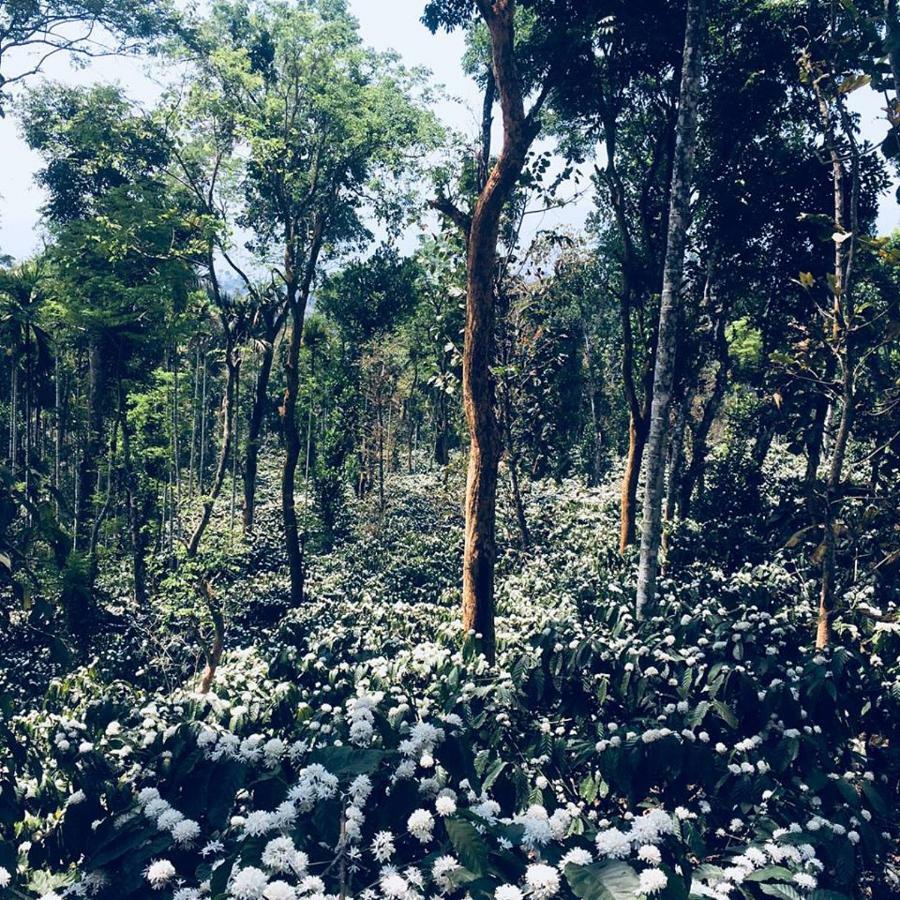 Meppādi Pristine Hillsヴィラ エクステリア 写真
